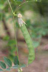 Close-Up of Green Pigeon Pea Pod on the Plant