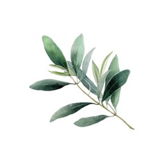 Obraz premium A Olive leave illustration watercolor botanical.