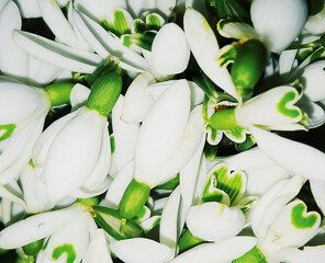 Floral background or wallpaper fresh white flowers close up snowdrops