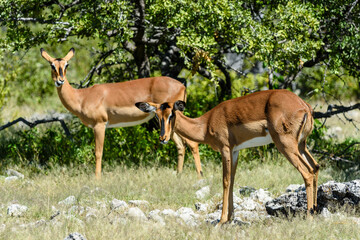 Namibia, Etosha National Park, black faced Impala