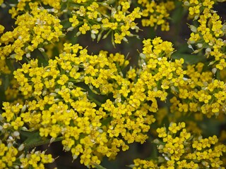 yellow flowers background