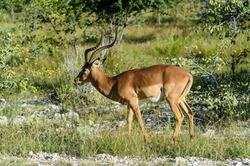 Namibia, Etosha National Park, black faced Impala