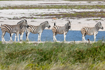Fototapeta premium Namibia, Etosha National Park, zebra