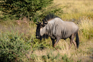 Namibia, Etosha National Park, gnu