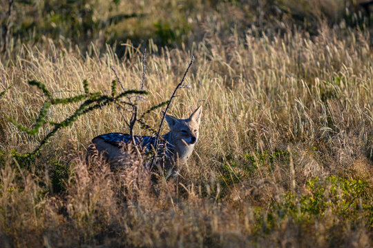 Namibia, Etosha National Park, sciacallo