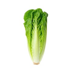 Fresh green cos lettuce isolated on white background