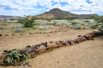 Namibia, foresta pietrificata, Petrified Forest, Twyfelfontain