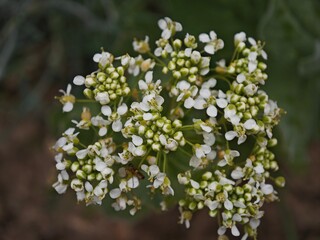 Lepidium draba
