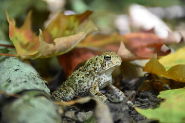 A toad in the forest, Sainte-Apolline, Québec, Canada