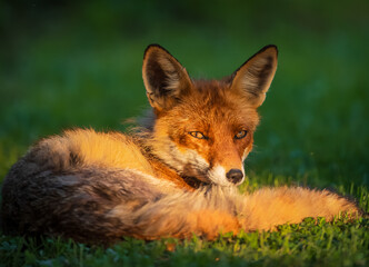 red fox vulpes