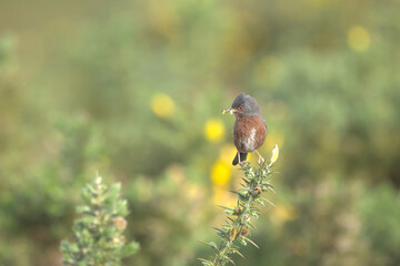 Dartford warbler perched on a gorse bush, collecting food
