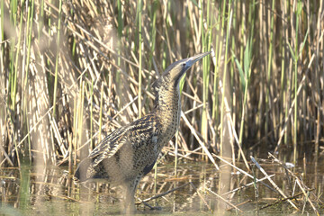 Bittern, walking amongst reeds