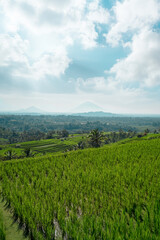 Fototapeta premium Sunny Landscape Rice Terraces Jatiluwih, Bali, Indonesia