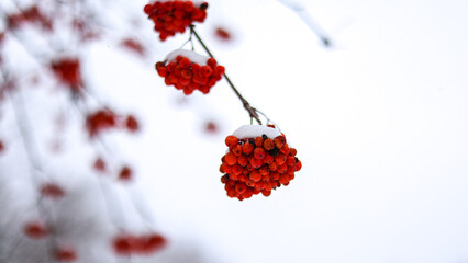 A branch with rowan berries covered with snow