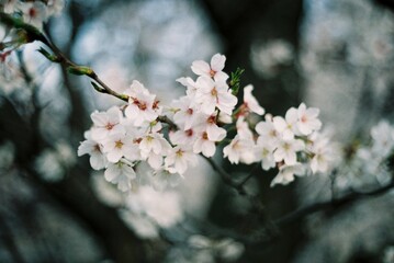 フィルムで撮影した桜