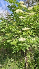 green forest in spring