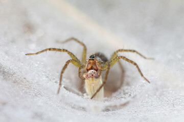 Spiders catch their food in dew-filled spider webs.