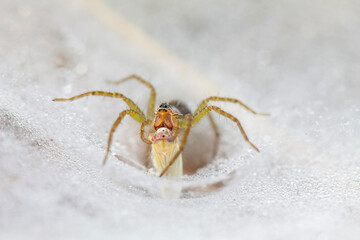 Spiders catch their food in dew-filled spider webs.