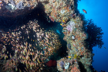 Mozambique, Inhambane, Tofo, Glassfish, Sweepers  (Parapriacanthus ransonneti)