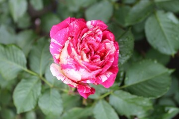 beautiful pink and white rose close-up blooming in the garden