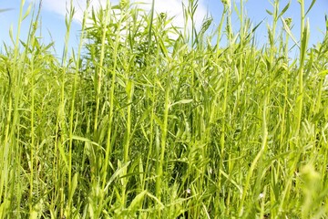 Fototapeta premium nature fresh green grass and blue sky