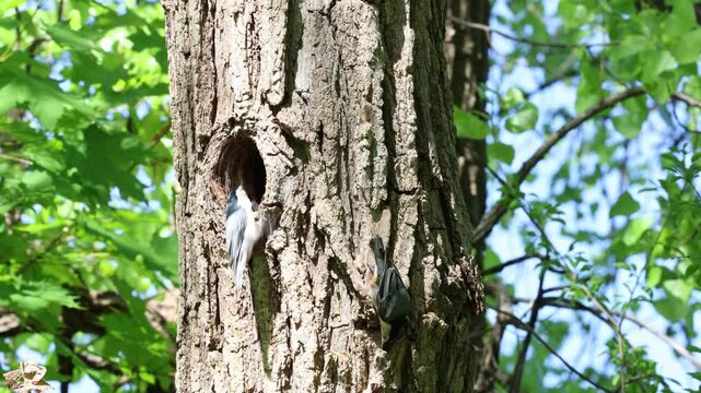 Sittelle &agrave; poitrine blanche fait son nid dans le trou d'un arbre.
