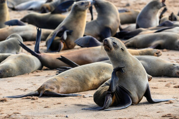 Namibia, foche a Cape Cross, Henties Bay