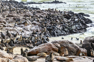 Namibia, foche a Cape Cross, Henties Bay