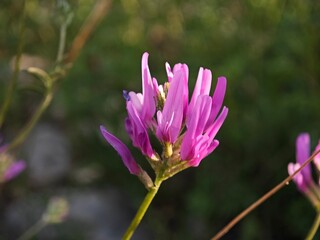 pink flower in the garden