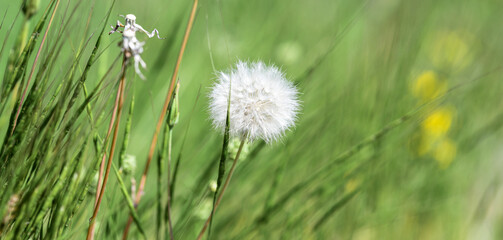 dandelion against the background of blurred grass	
