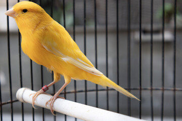 Yellow canary bird in cage