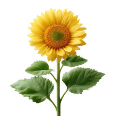 Obraz premium A vibrant sunflower with bright yellow petals and a green center, accompanied by fresh green leaves, ideal for nature-themed designs and floral arrangements.