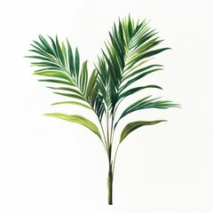Fototapeta premium Areca palm illustration leaves plant.