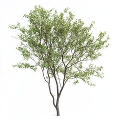 Obraz premium Real willow tree background isolated green.