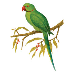 Watercolour Art of a Green Parrot on Tree Branch