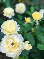 Yellow rose, yellow rose in a garden