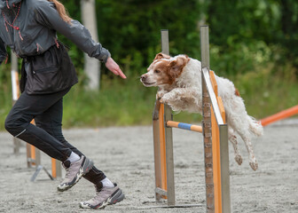 Breton expertly jumps over an agility hurdle while its handler runs alongside