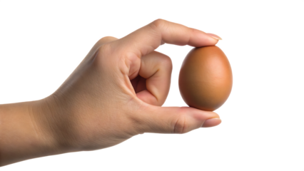Hand holding a single brown egg isolated on a white background
