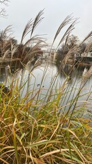 Tall grass sways gently by the peaceful lake surrounded by trees and buildings on a cloudy autumn day