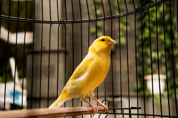 Yellow canary bird in cage