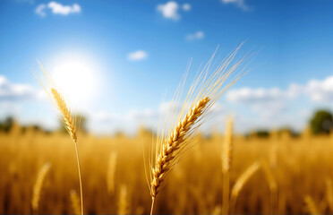 Fototapeta premium Golden Wheat Ears under the Sun
