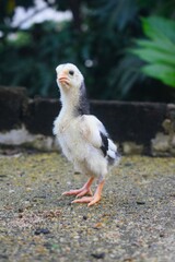 young, fluffy chick with black and white markings stands upright on a textured ground surface, looking with curiosity, against a softly blurred green background.