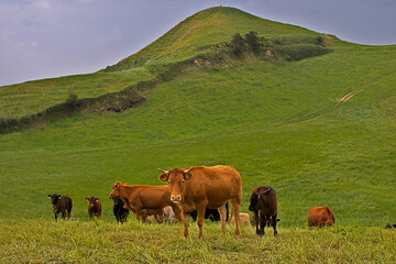Landscape with cow pasture and mountain