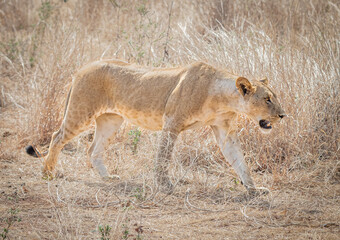 Wild animals living in acceptable freedom.