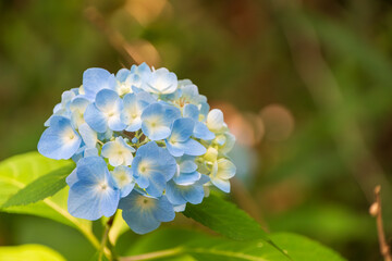 柔らかな光に照らされた青い紫陽花の花