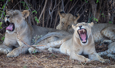 Wild animals living in acceptable freedom.