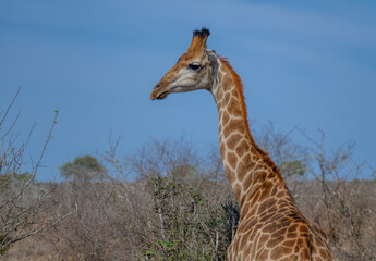 Afrikanische Tiere Giraffe im Busch vom Krüger National Park - Kruger Nationalpark Südafrika