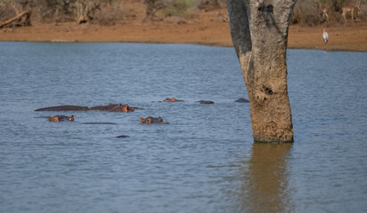 Afrikanische Tiere Flusspferd genannt Nilpferd - Hippo, im Krüger National Park - Kruger...