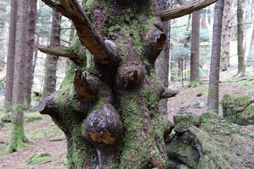 Odd looking tree in the forest.