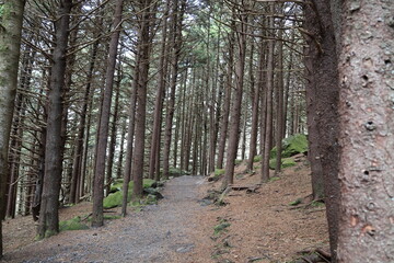 Entrance to a dark forest trail